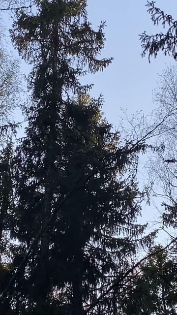 Рябчик