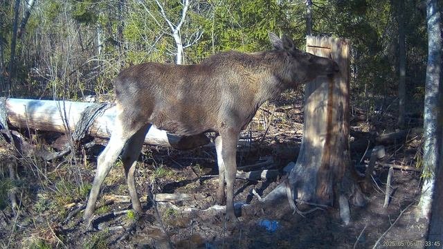 06.05.2025 г. Бычок, видео от А. Большакова