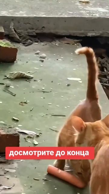 ХихиЧпок Юмор
