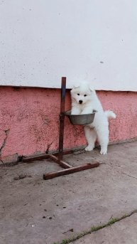 Щенки самоеда.