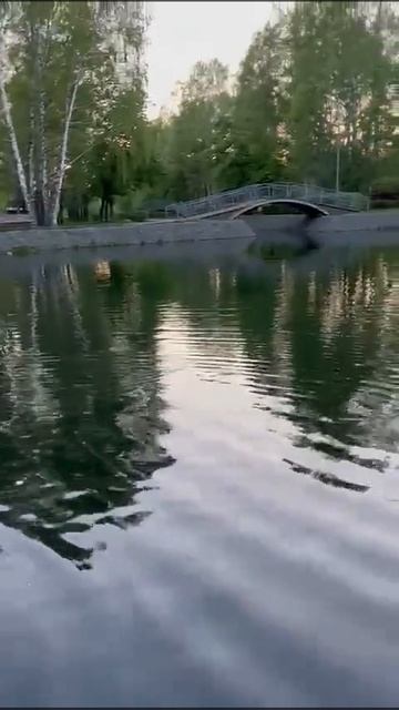 Утки в Парке Урицкого. Весна❤️❤️❤️