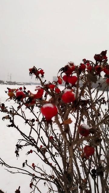 Шиповник зимой.