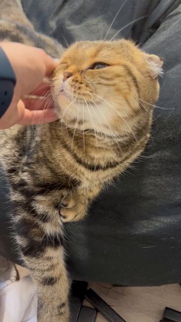 Милая шотландская вислоухая кошечка 🐈