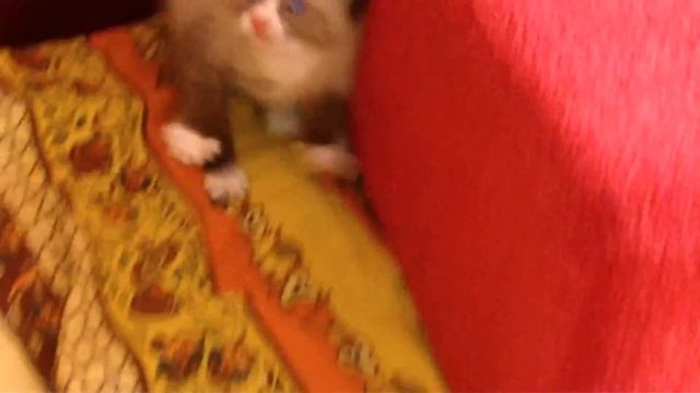 Самый прикольный котик) Funny Cat)