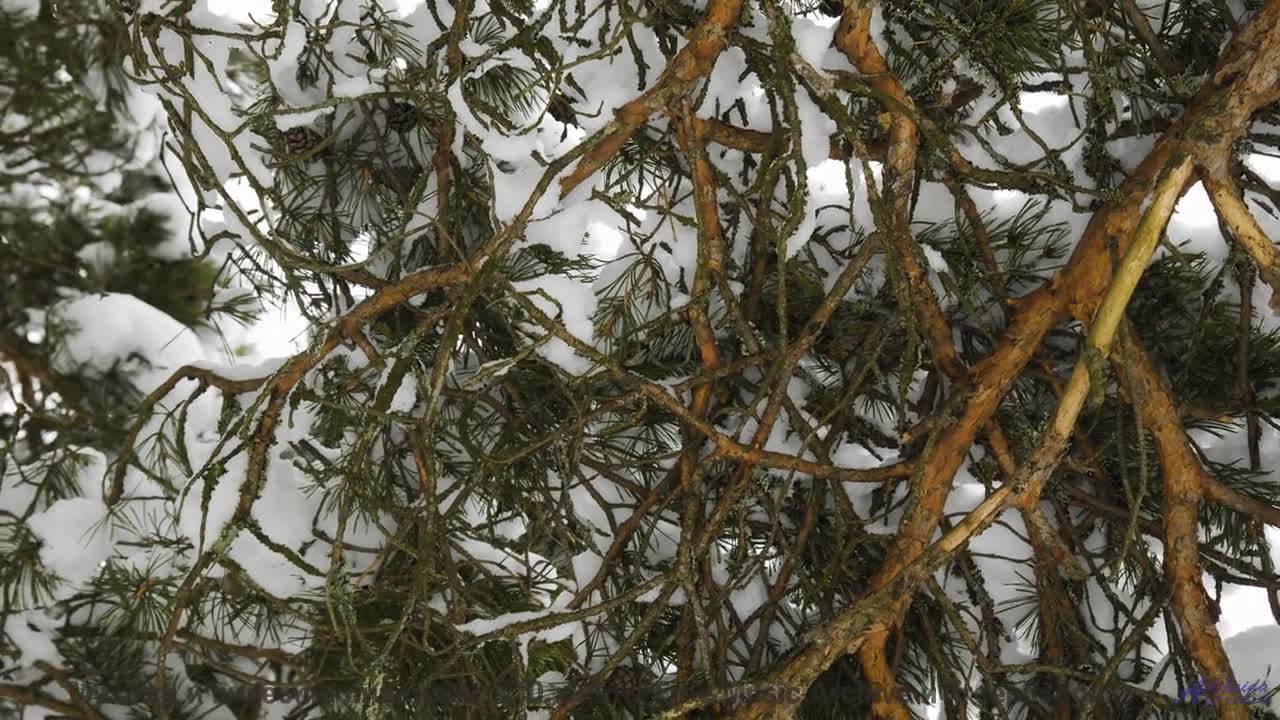 Мелодия открывает новые горизонты прямо на экране - Encomium -- Evan Schaeffer -- Afterthought