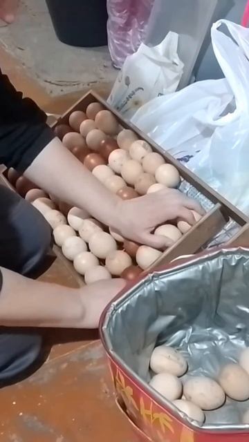 Закладываем инкубатор. Ускоренный пооцесс