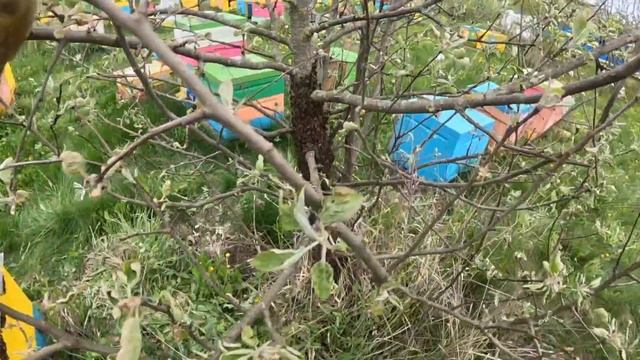 Первый рой сразу после холодов