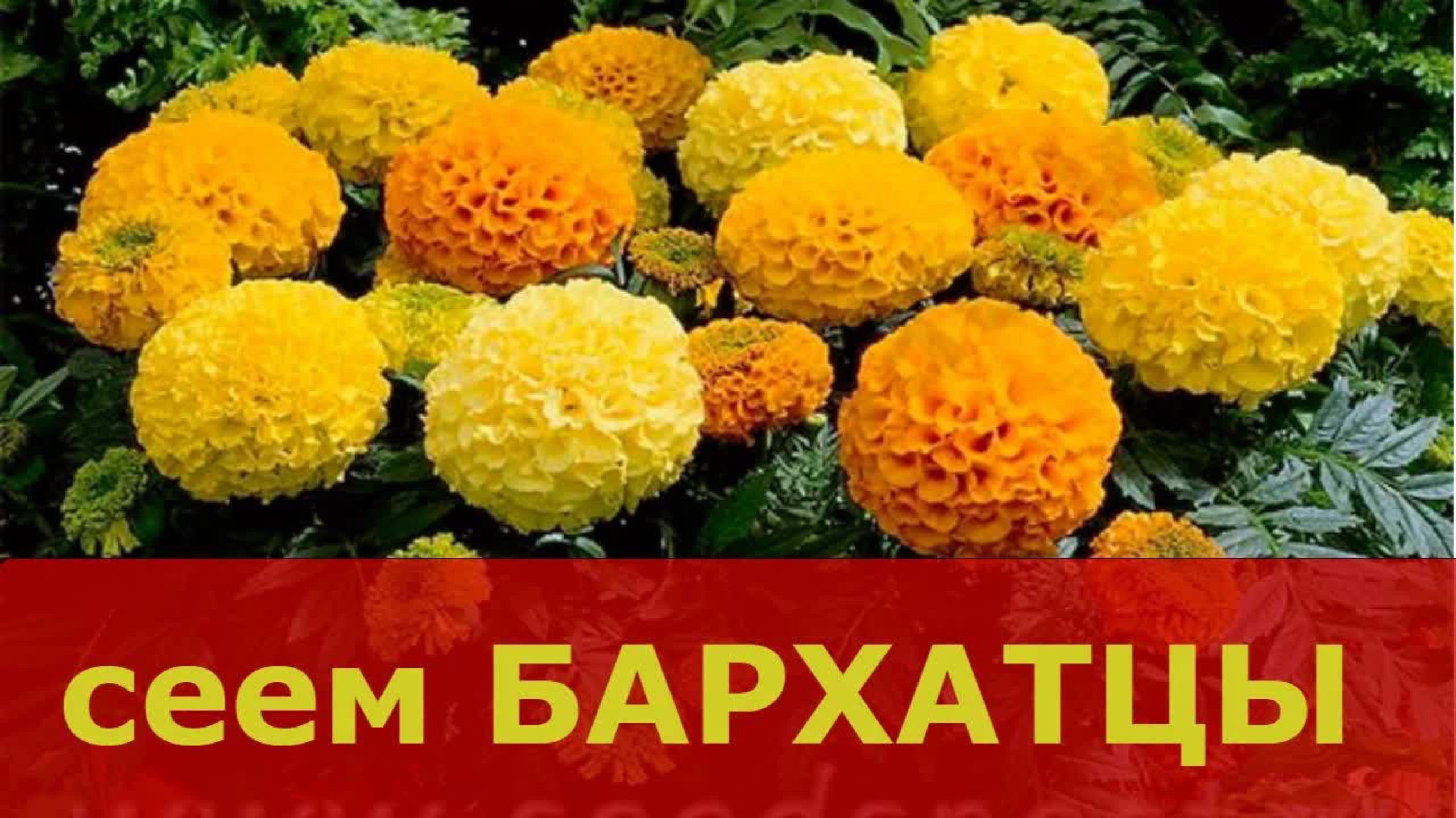 БАРХАТЦЫ. Сеем семена бархатцев на рассаду