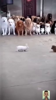 #dog #funny #puppy #doglover #animals #rabbit #babygoat #cute #goat #cat #funnyvideo #funnyanimals