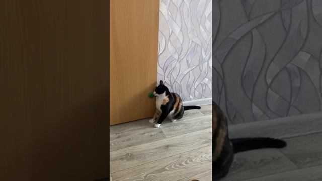 КОШКА ХАСКА ОТБИРАЕТСЯ ОБ КОШАЧЬЮ МЯТУ