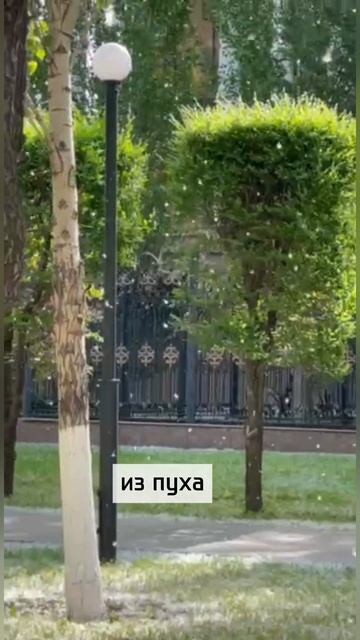 В мае улицы накрыли сугробы...