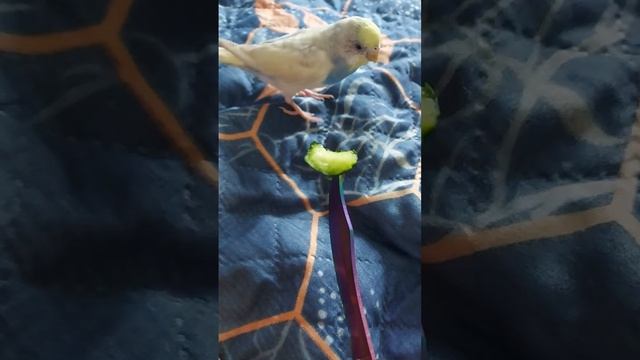 как Роня ест огурец