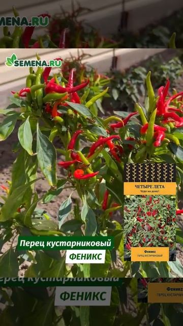 Перец кустарниковый Маленькое чудо