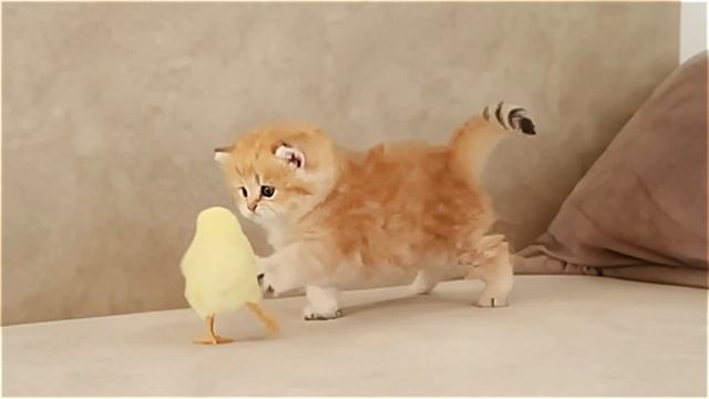 🎆кошка, ✨кошки, 🎗котятки,  котята, котенок, котики, животные, питомцы