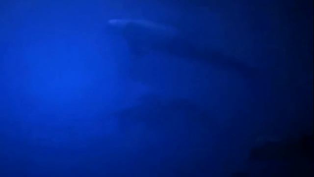 верь в мечту Светлана Композитор