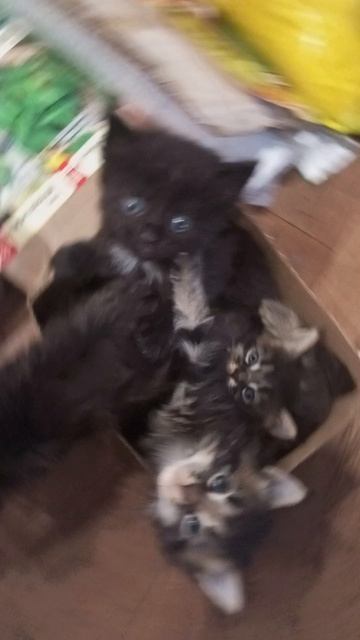 Котятки