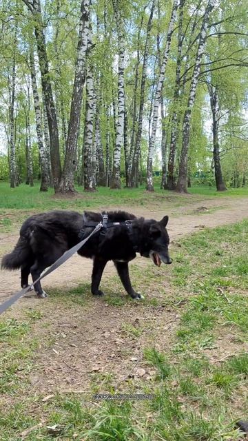 Василиса уже давно не молода