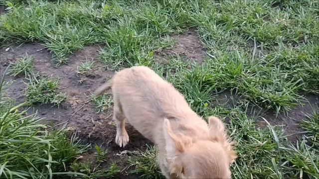 Красивый мальчик чихуахуа.