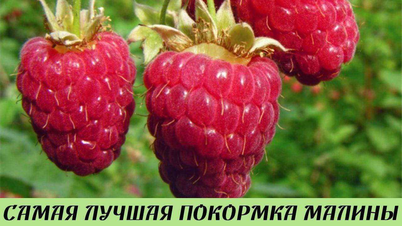 Малина ЛОМИТСЯ от Ягод! Простой Способ, Который Работает 100%