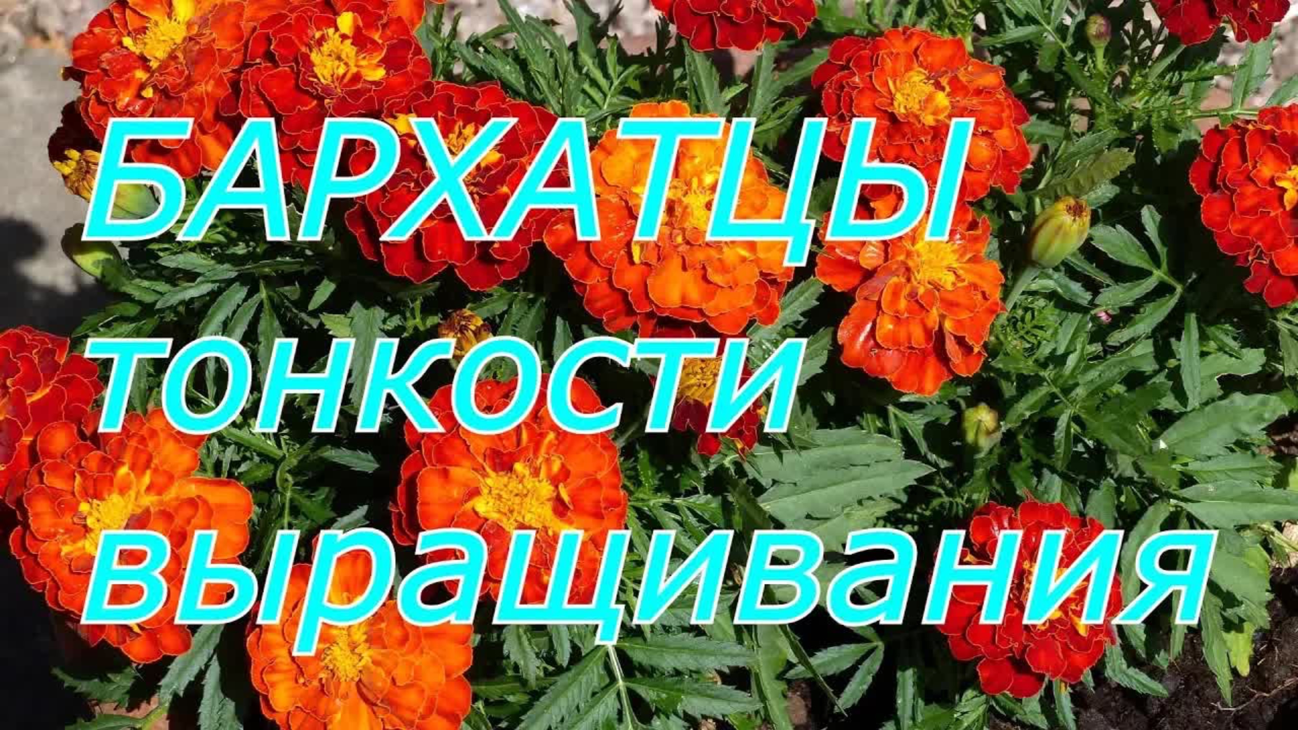 От семечки до цветущего куста: полный гид по выращиванию бархатцев без ошибок