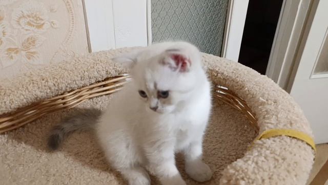 маленькая принцесса 👑🐾🐾❤️.mp4