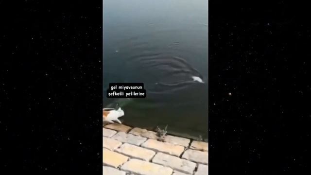 Приколы С Животными 90