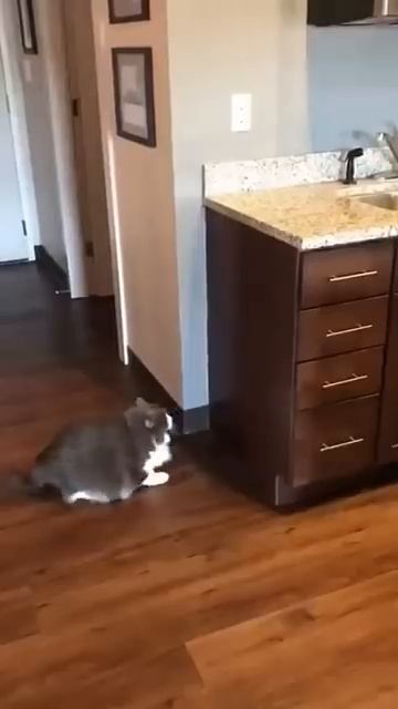 If you laugh, you restart, part 29 #animals #funnyanimals