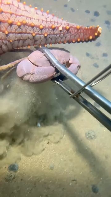 This is the process of catching crabs using a claw tool #shorts
