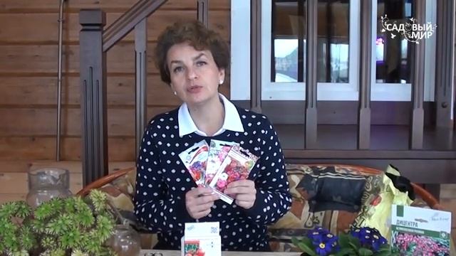 Как выращивать вербену