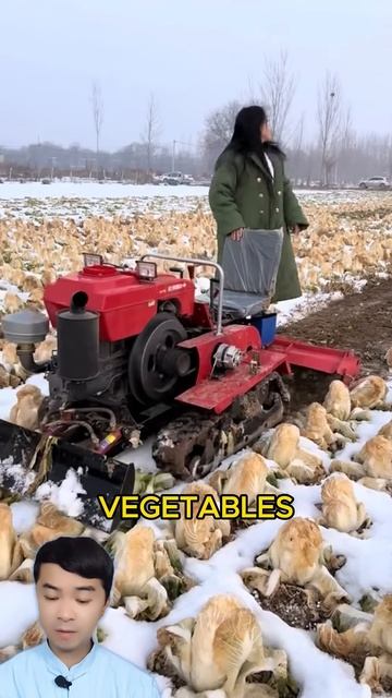 The process of harvesting vegetables in winter #shorts