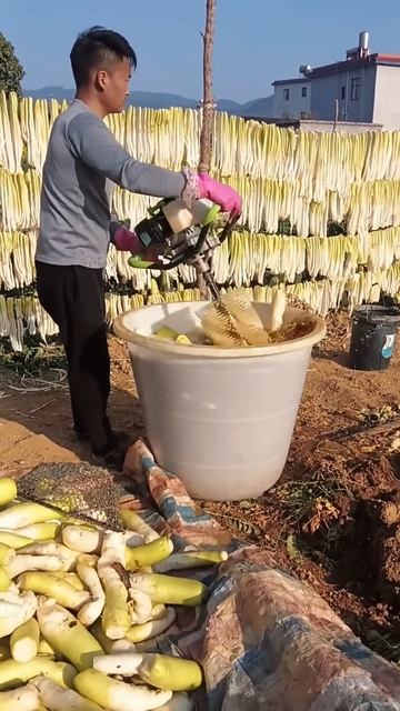 The process of cleaning freshly harvested radishes #shorts