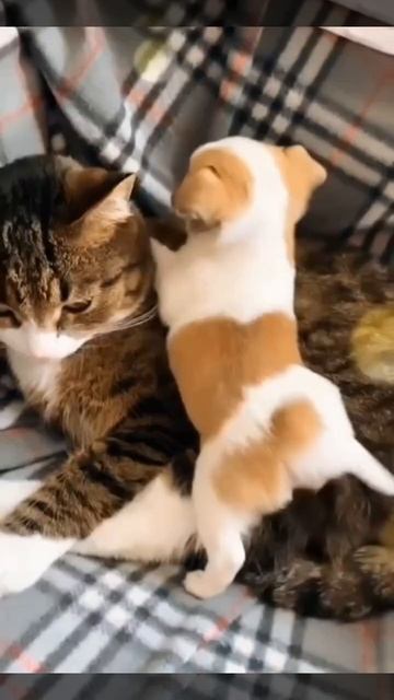 Сладкая парочка❤️