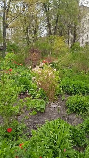14-05-2025 Дворовые клумбы СПб