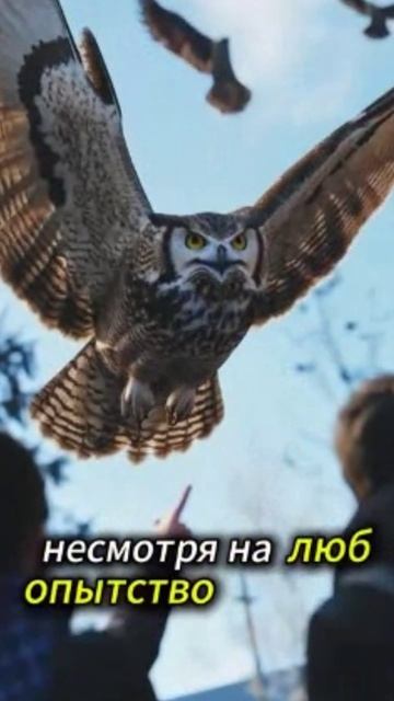 Гигантские совы