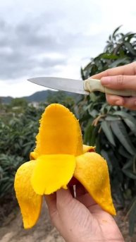 The process of cutting mango without seeds #shorts