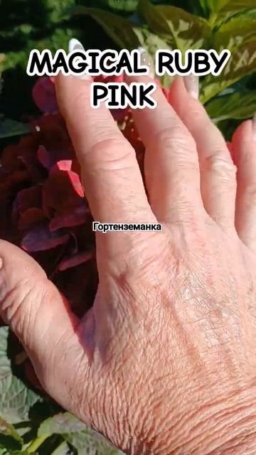 MAGICAL RUBY PINK #гортенземанка