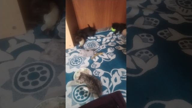 1000181468.mp4