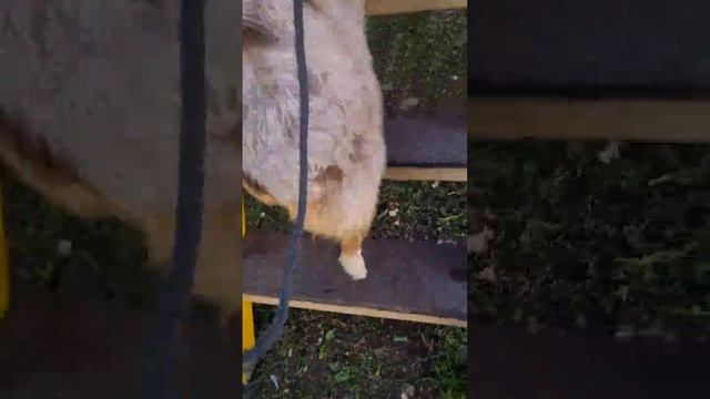Как долго и как часто использовать лакомство при дрессировке собаки