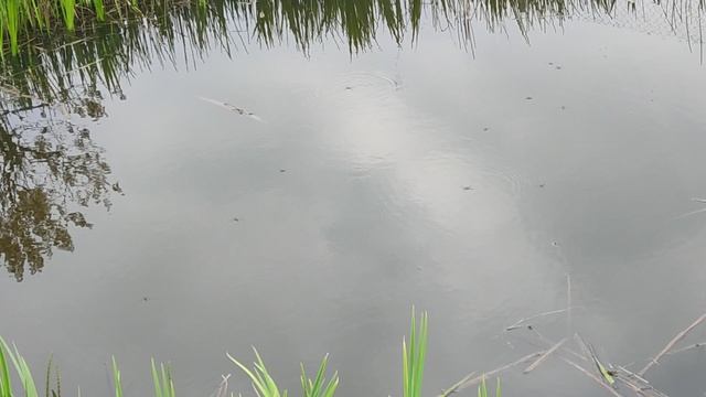 12826.mp4