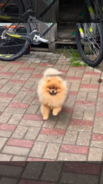 #pomeranian