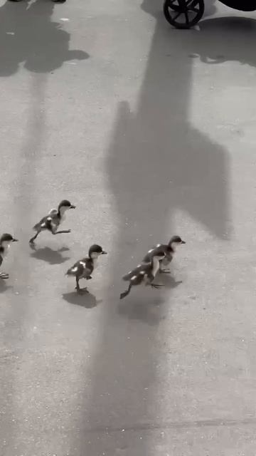 🦆 Мама-утка ведёт утят купаться. Распространите.