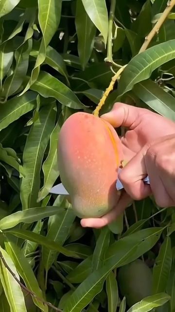 The process of cutting a mango using a knife on a tree #shorts