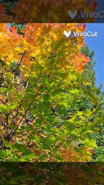 Осенний сад#природа #осень #autumn #дизайн