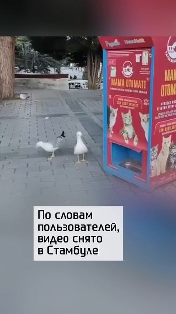 Мяукающая чайка удивила соцсети