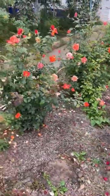 Красивый сад 🪴