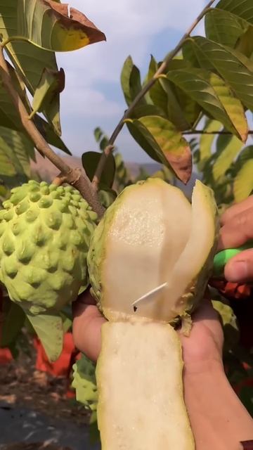 Peel sugar apples directly on the tree #shorts