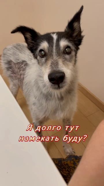 НАШИ "ВЫПУСКНИКИ". ДОМ, МИЛЫЙ ДОМ ❤️🏡
