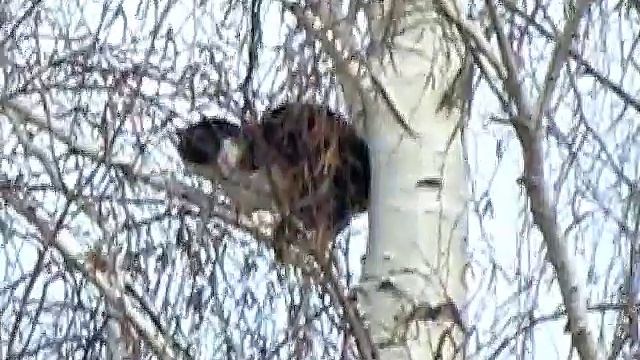 Котофей как воробей! 🤣🤣🤣