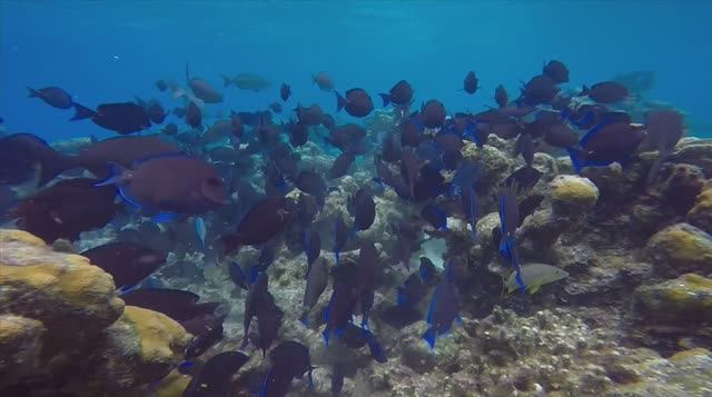 Дайвинг на Кубе 2025: Подводные сокровища Карибского моря!