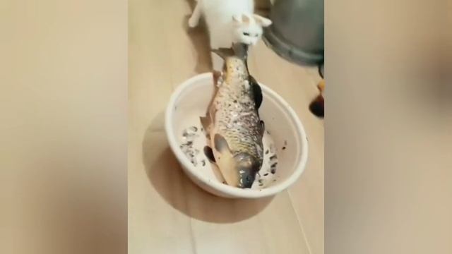 Приколы с котами